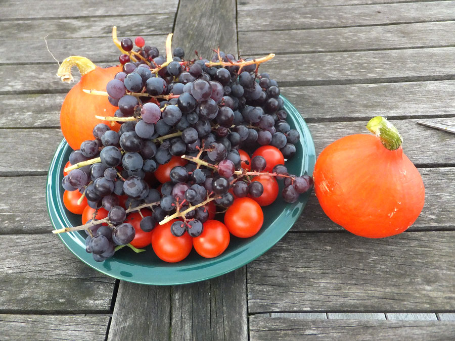 Kürbisse, Tomaten und Trauben Herbst 2015